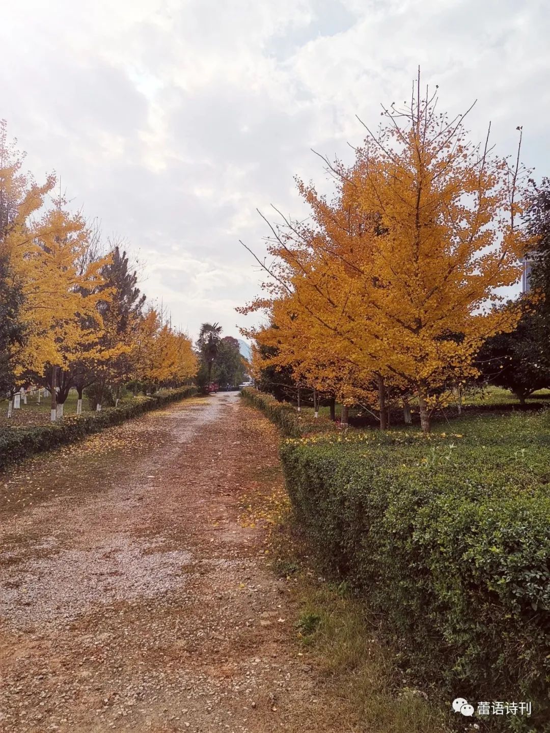 蕾语202301期兄弟曙光再远，我们也不能缺少地平线那边透来的亮光