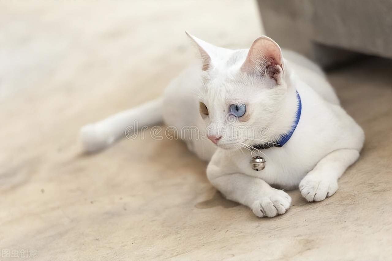 猫咪掉了一撮毛但不是猫癣发红,猫耳朵里面长个发红的疙瘩是猫癣