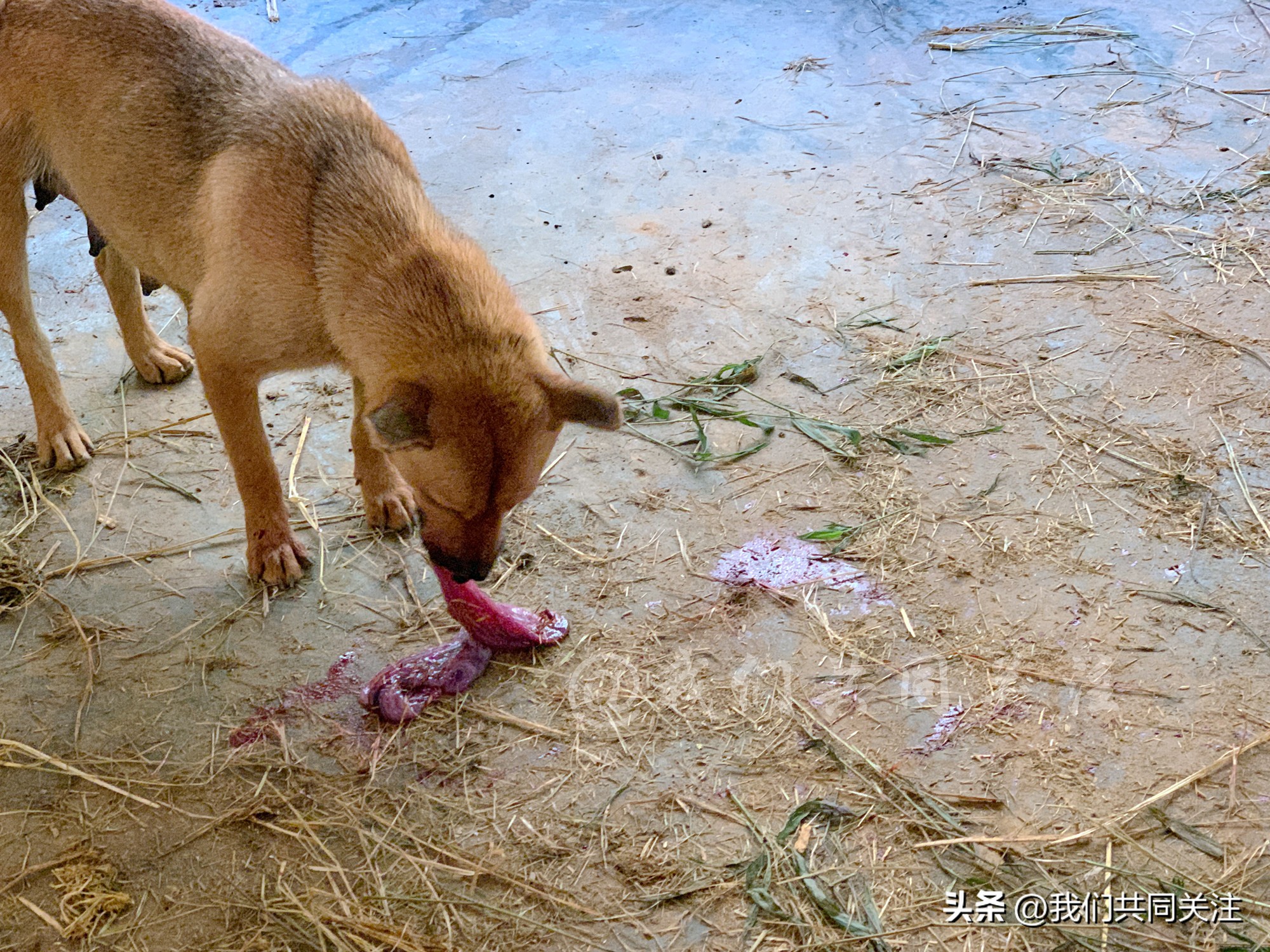 中华田园犬人工繁殖,中华田园犬遇到人类幼崽