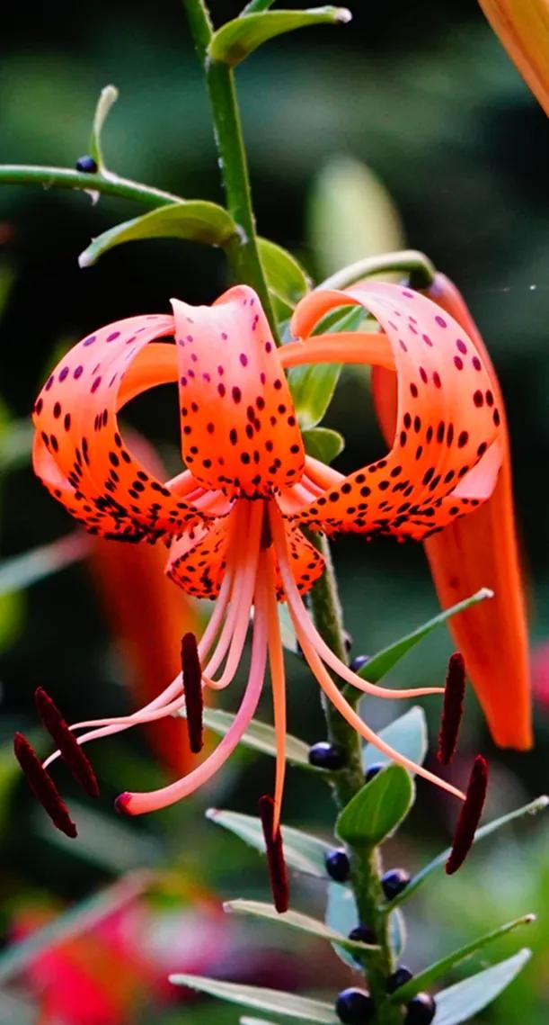 世界各国国花一览表,南美洲各国国花