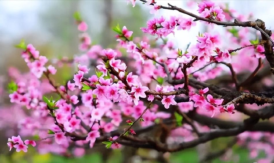 乳腺癌发现早可以用药物解决吗,面对乳腺癌的正确方法