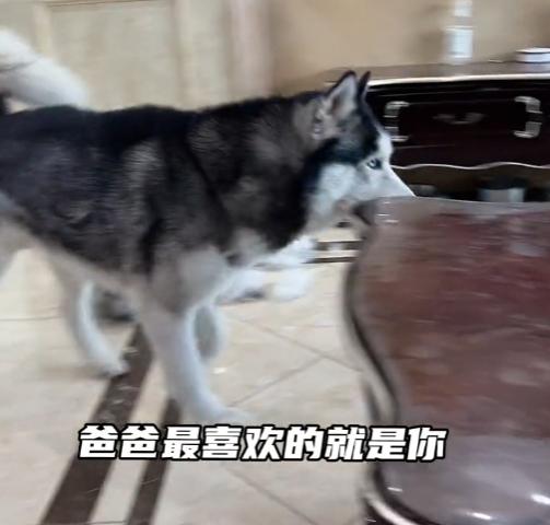 全网最听话的奥斯卡二哈,一只被主人逼疯的二哈奥斯卡