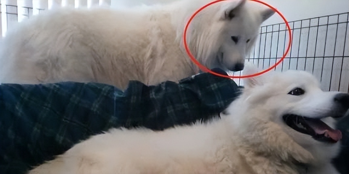 白狗生宝宝主人一直笑,大白狗生了5个小奶狗