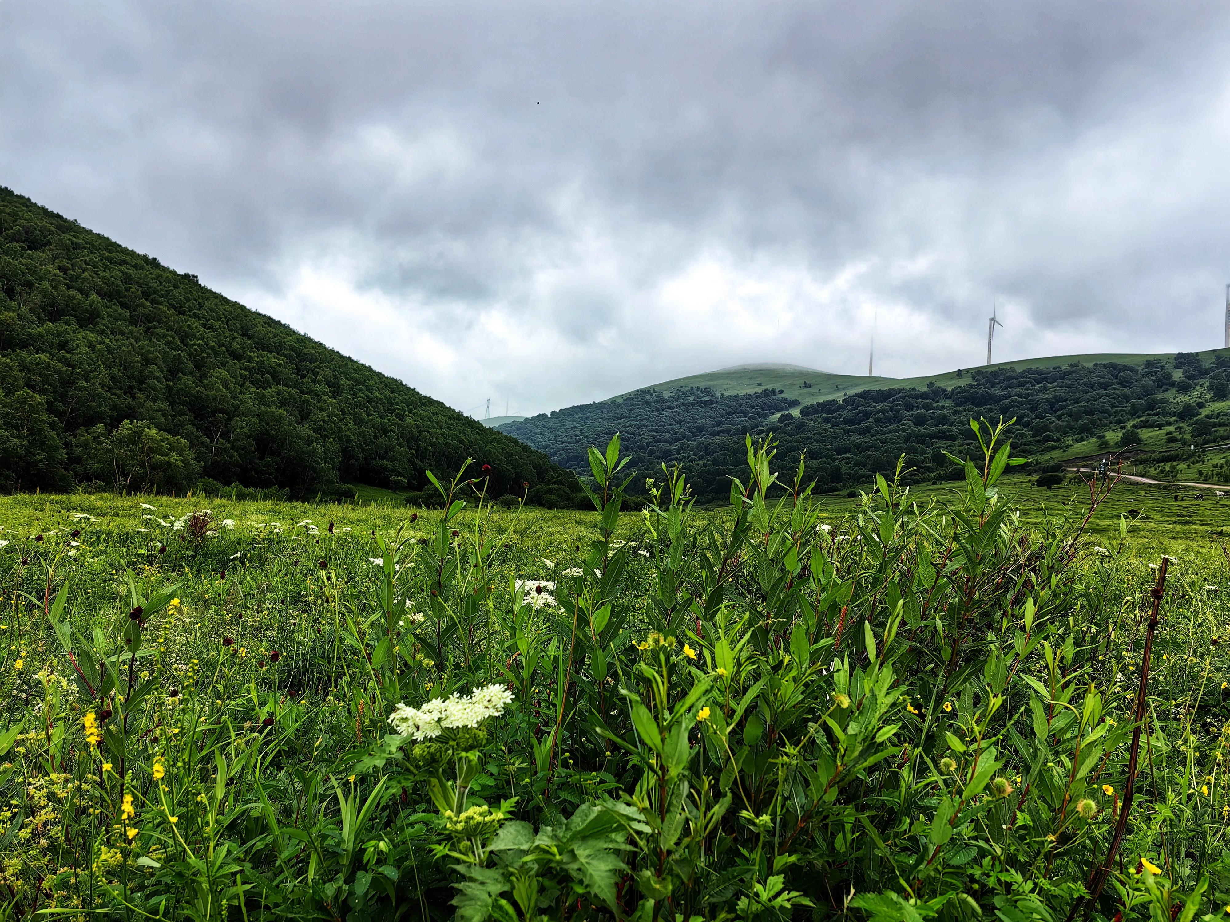 柳树沟稀树草原营业了吗,云中草原