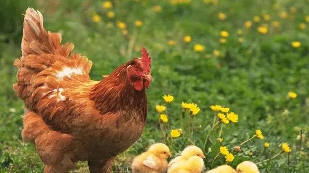 老农模仿咏鹅写诗获奖,农民仿咏鹅获得国家文化奖