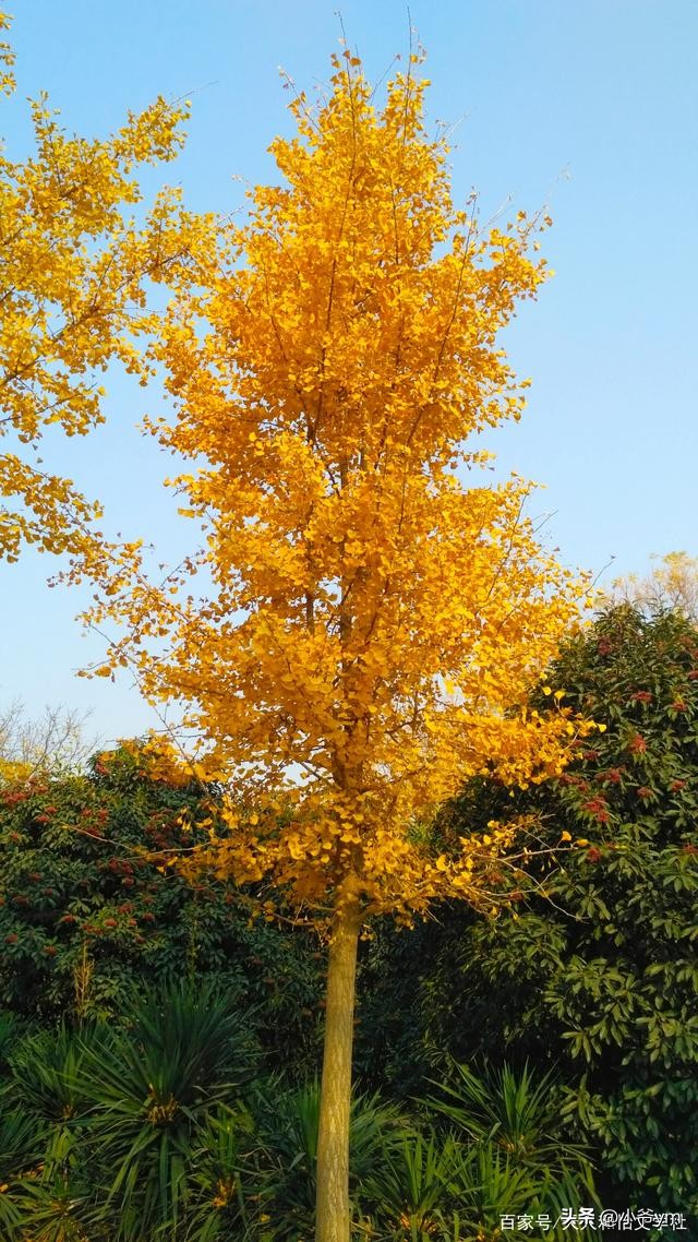 银杏茶的喝法和禁忌,吃银杏果喝什么茶好呢