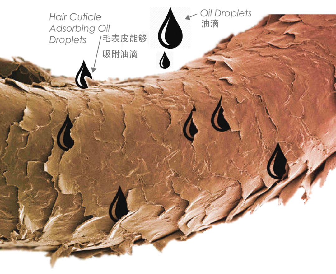 用头发可以清理石油爆上热搜!秃头网友狂喜:哈哈天生我材必有用
