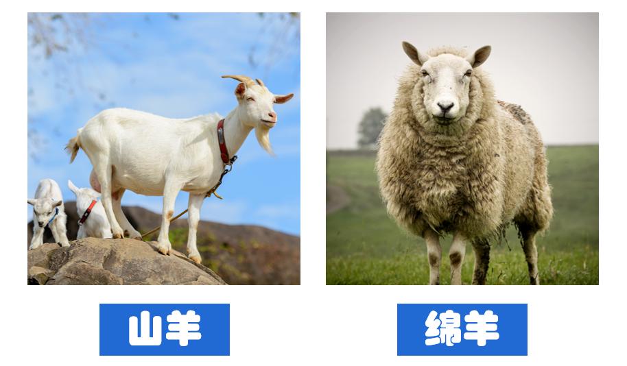 洗衣机上的羊毛黑标是干什么的,带羊毛绿标洗衣机评测