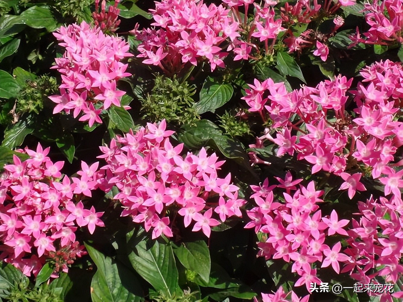 四季最好养的10种花,夏天室外小花园适合种什么花