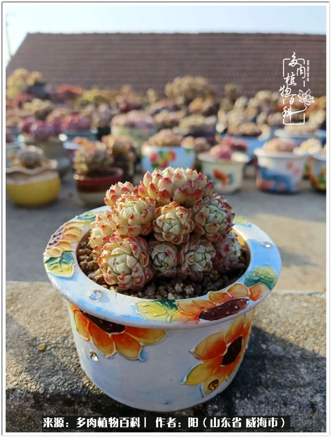 浜洪棿鐑熺伀鑷湁涓囧崈棰滆壊,浜洪棿鐑熺伀鐨嗘槸骞冲嚒棰滆壊