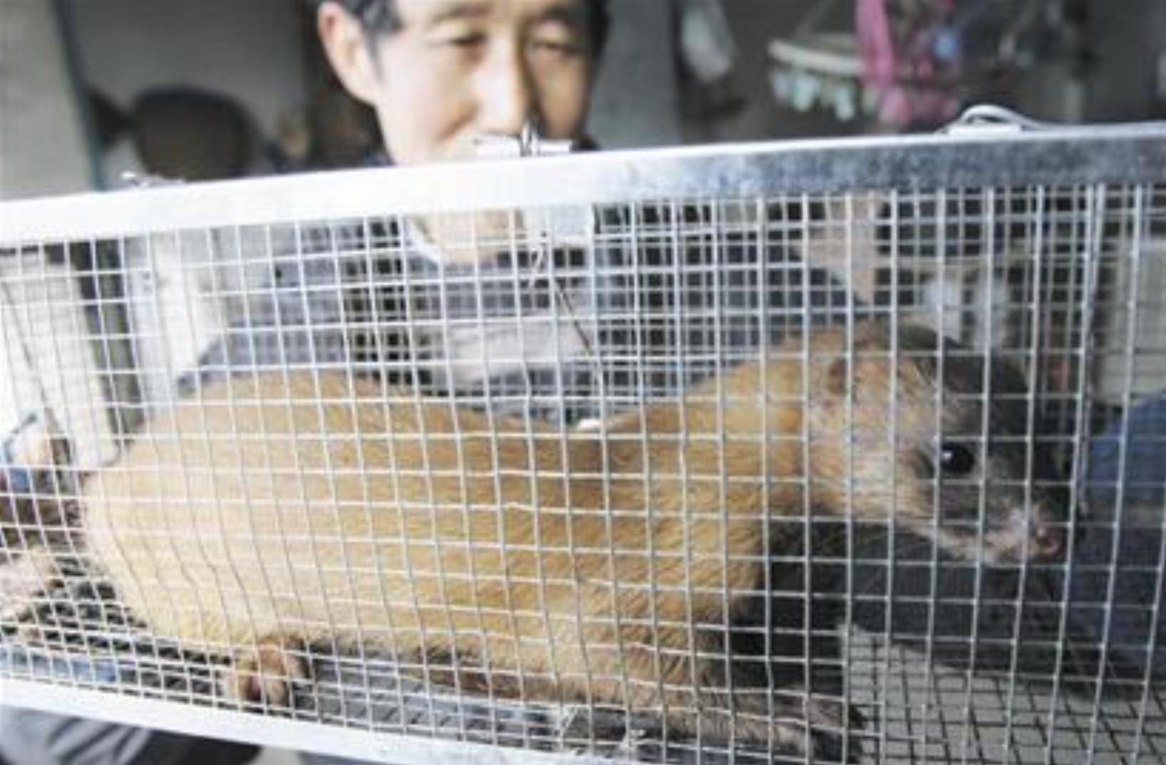 捕杀黄鼠狼违法吗,捕杀黄鼠狼怎么处罚