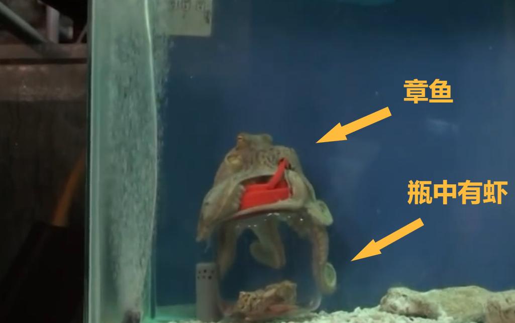 木卫二上的海洋中存在的外星生命 (木卫二有章鱼吗)