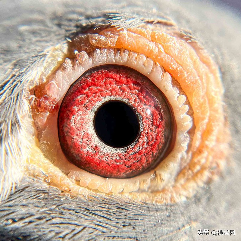 各大公棚冠军鸽,最新公棚鸽王冠军