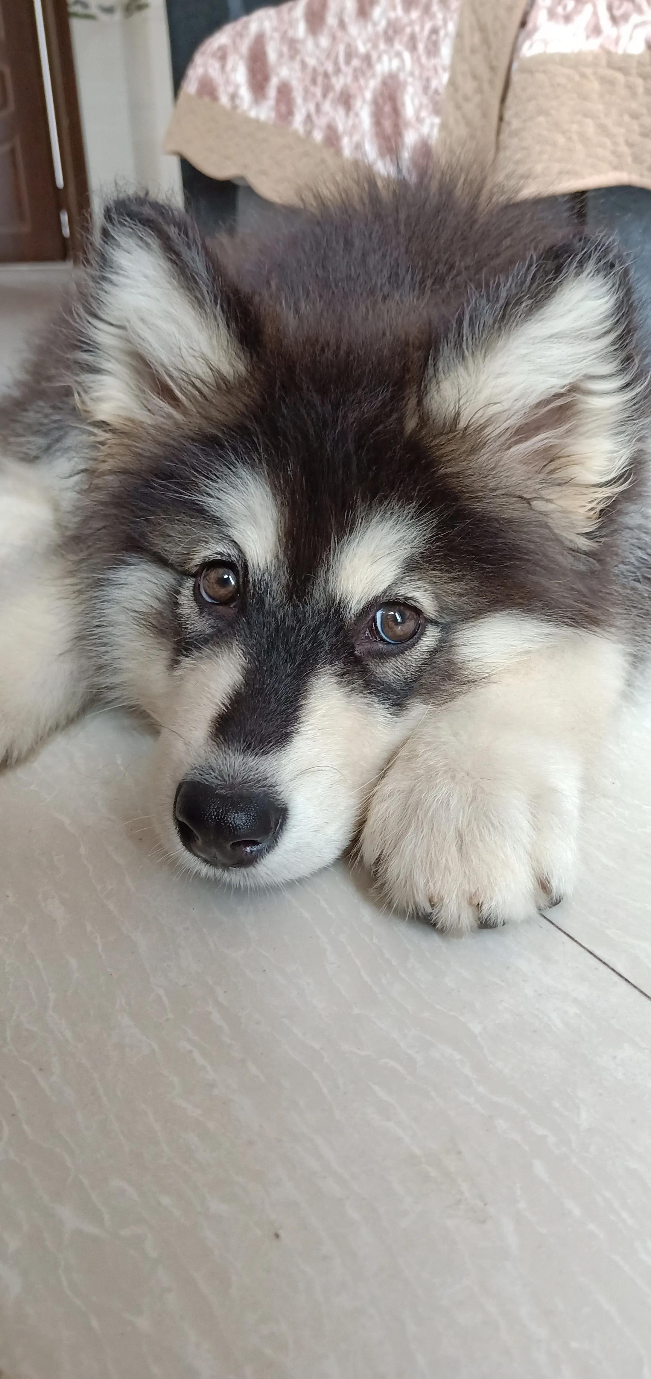 狗狗可以不爱但请不要伤害 (狗狗是有灵性的所以不能伤害)