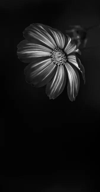 黑白花朵壁纸超清,全屏花朵壁纸无水印黑白