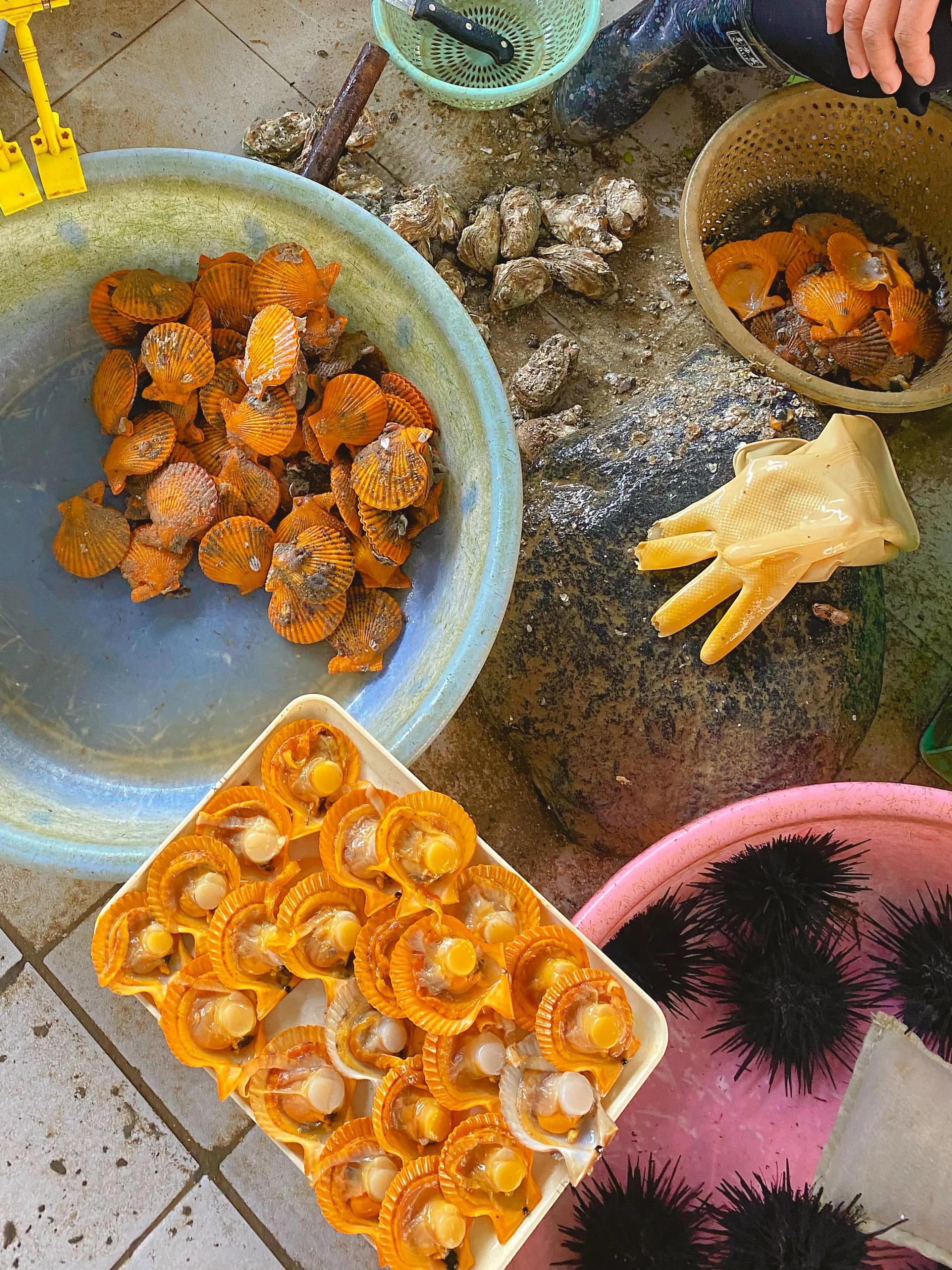 近日涠洲岛海鲜攻略,涠洲岛海鲜怎么吃比较划算