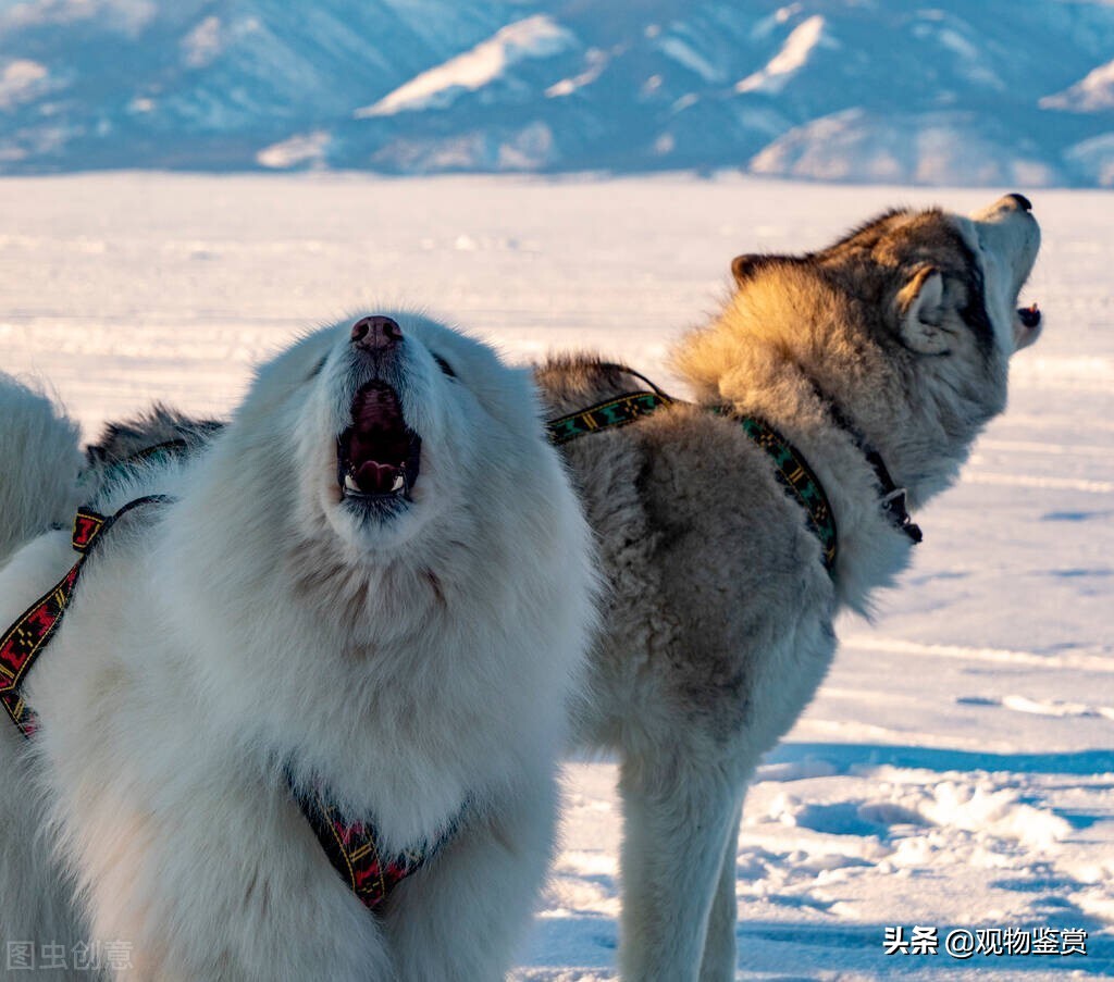 狗的种类分别有哪几种详细说明,狗的种类总的来说可以分为哪7类