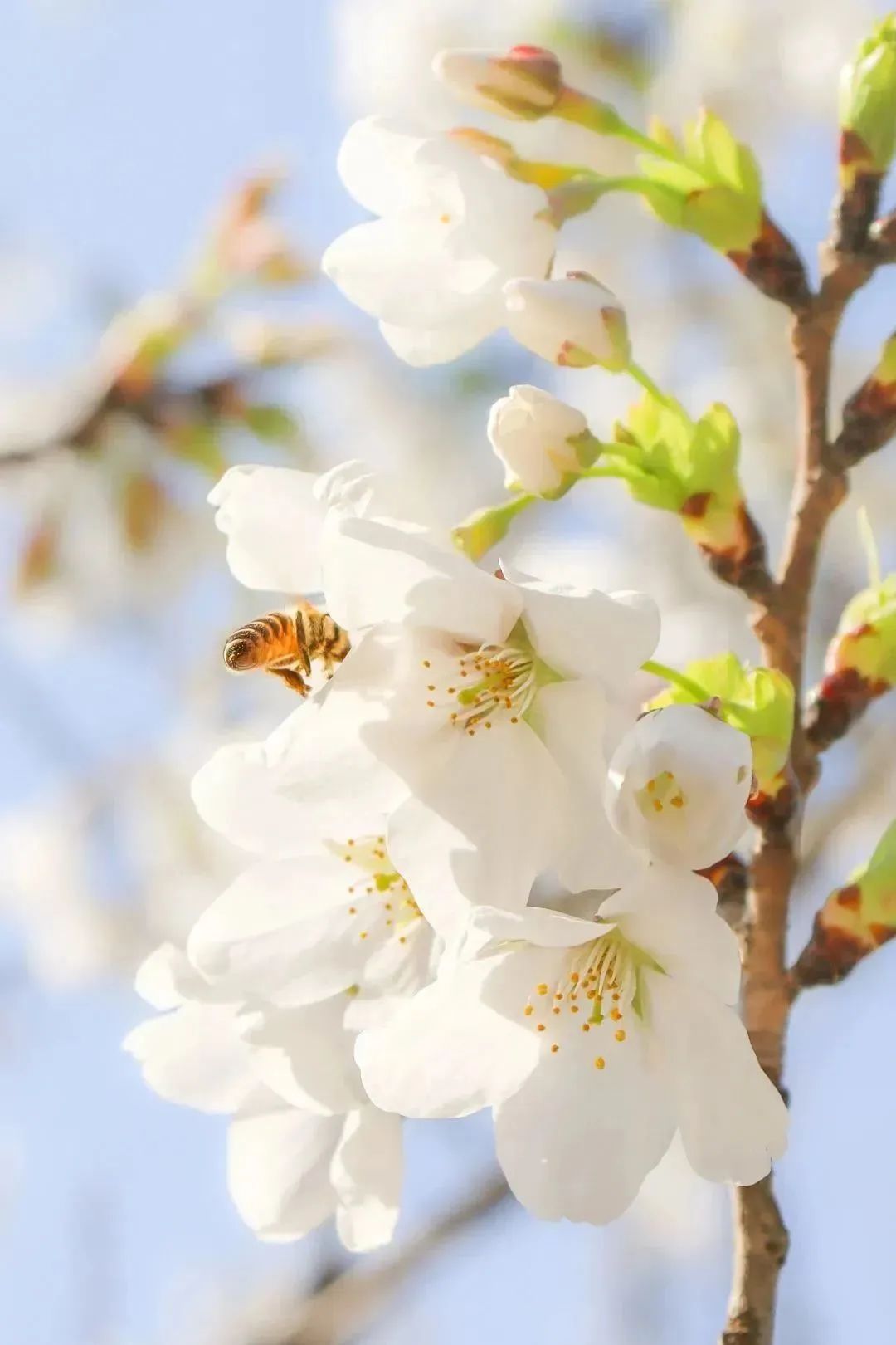 雨樱也浪漫！浙工大美美美！