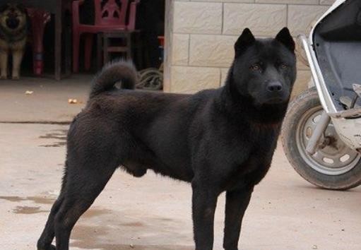 家里有狗就会一直打喷嚏是过敏吗,对狗吹了一口气狗一直打喷嚏