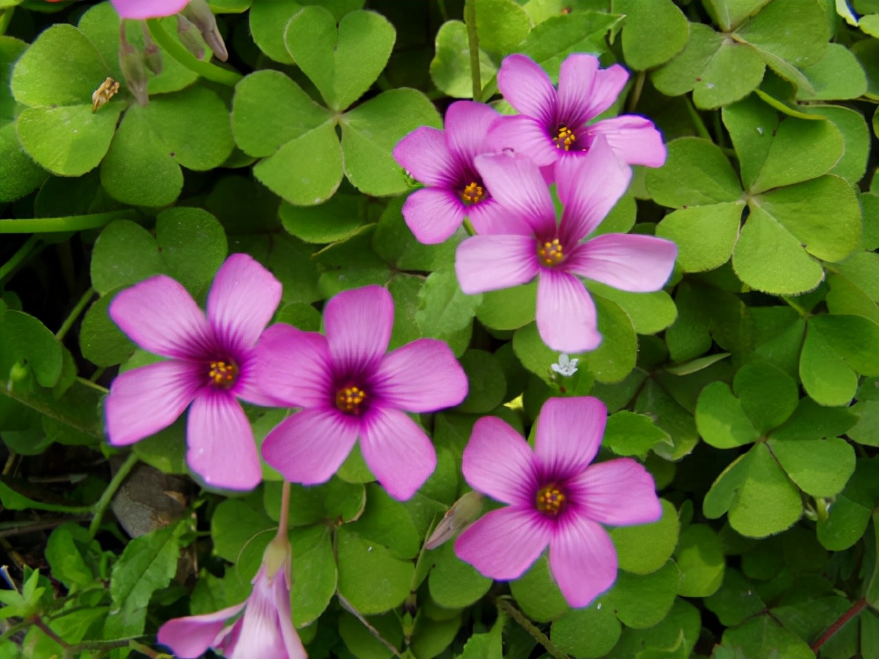 公园路边植物图片,路边的小植物有哪些