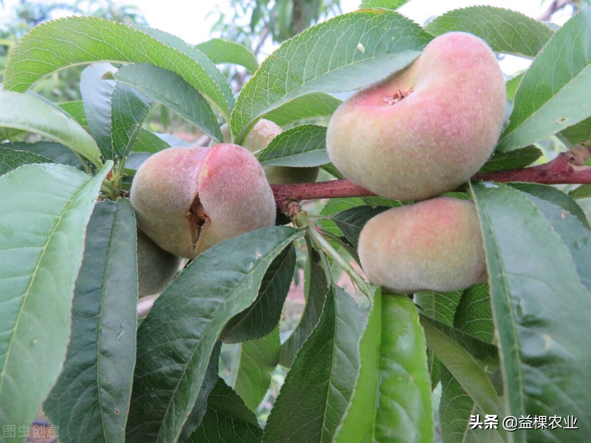 小院里种点果树现实吗？种果树得注意这些事情，除非你不想吃