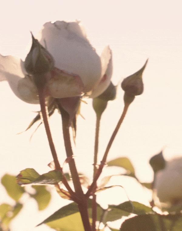 兰蔻菁纯眼精华秒杀,兰蔻菁纯臻颜玫瑰精萃水150ml价格