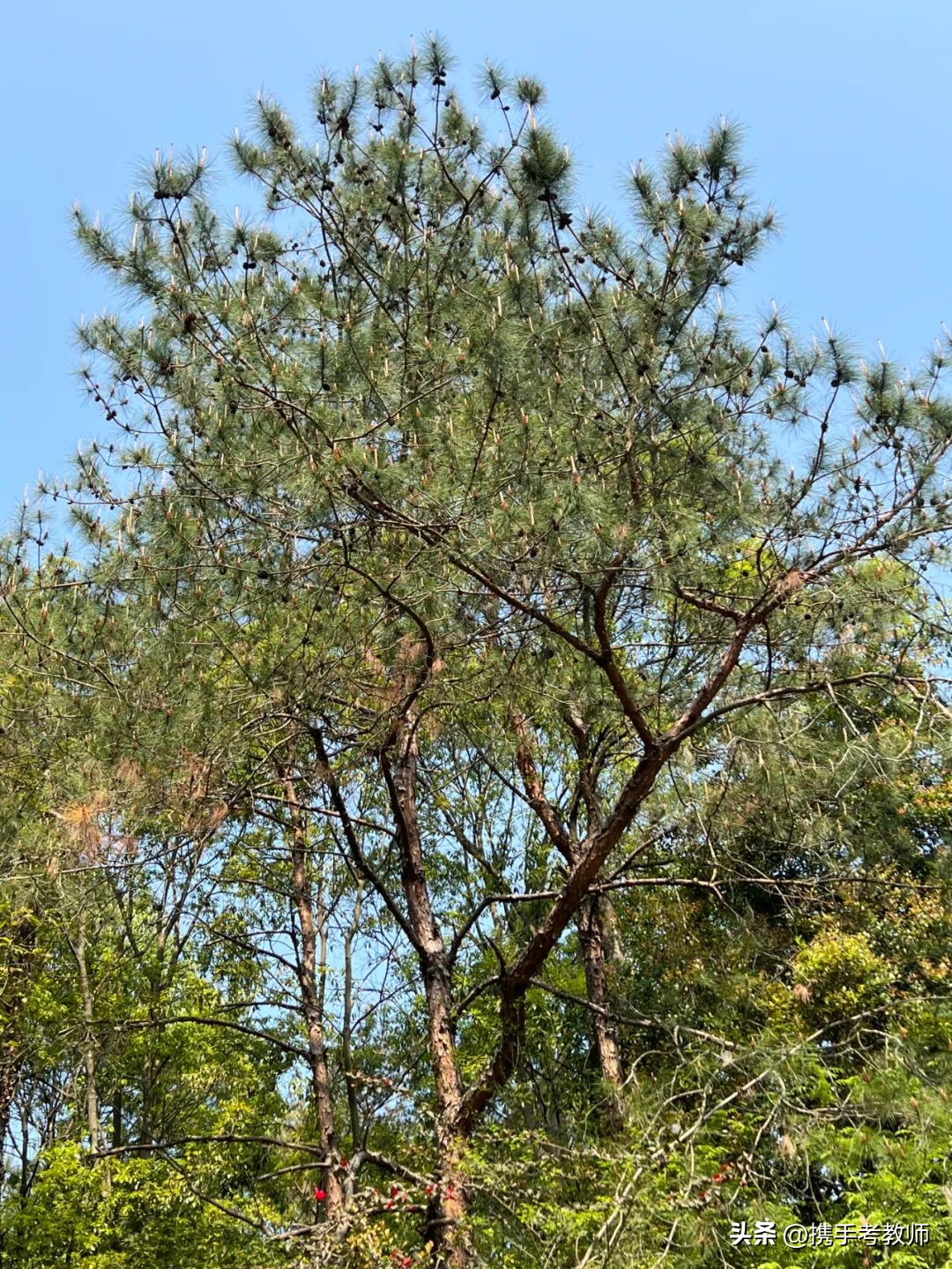 茂盛开花的马尾松,植物专栏蓝花草