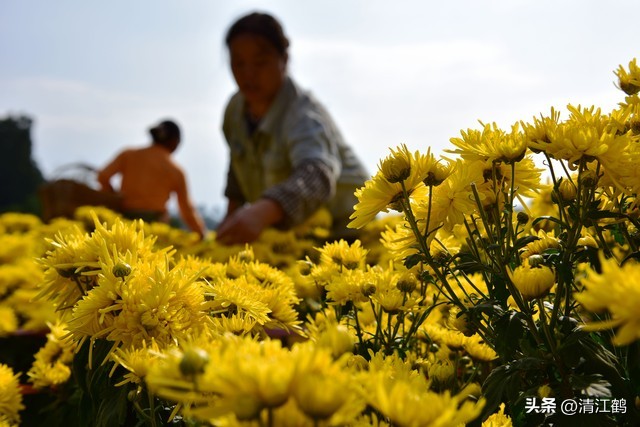 菊花盆栽枯萎后第二年能长新芽吗,刚买回来的菊花花朵枯萎了怎么救