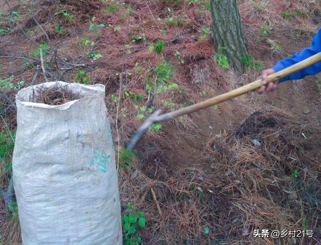 不要再愁没有好土种菜了，到松树下装一袋，一泡一闷营养土就来了