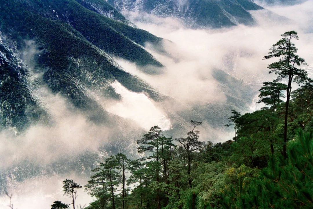 鹰潭金骏眉加盟要什么条件,国内品质好的金骏眉加盟条件