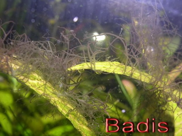 水族草缸爆绿丝藻怎么办,水草缸绿藻的养殖方法