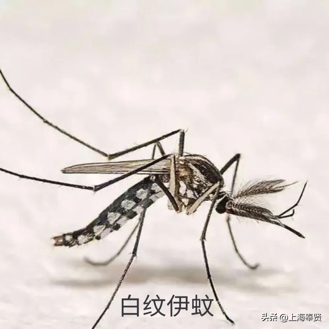 夏季被虫子咬了怎么办,夏季皮肤病攻略虫咬感染篇