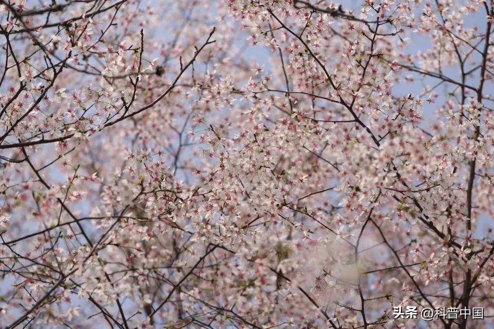 买到的樱桃尝起来怎么有农药味,樱桃有农药