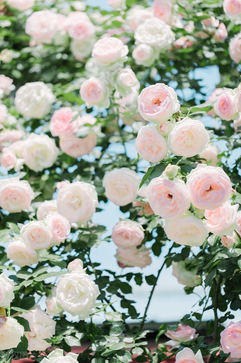 不念过往，只慕余生，愿三餐烟火暖，四季皆安然