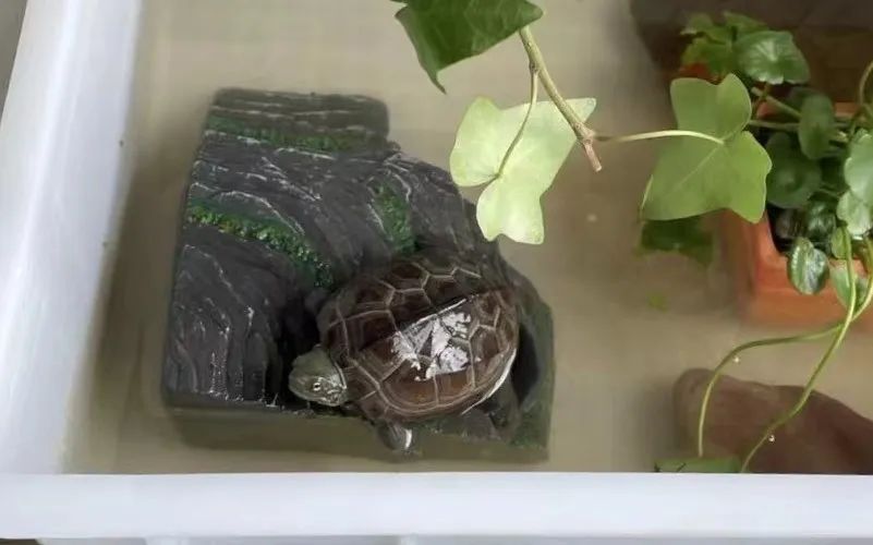 适合孩子室内养的小宠物,适合小空间养的小型宠物