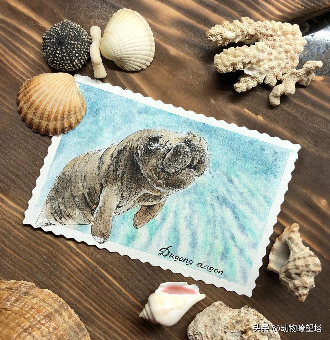 巨型儒艮灭绝,儒艮为什么遭到大量捕杀