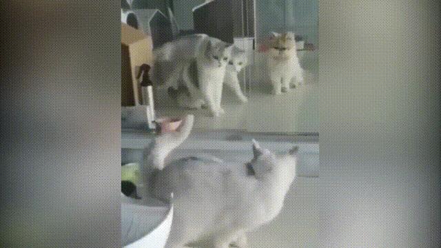 液体猫是真的吗,为什么都说猫咪是液体猫