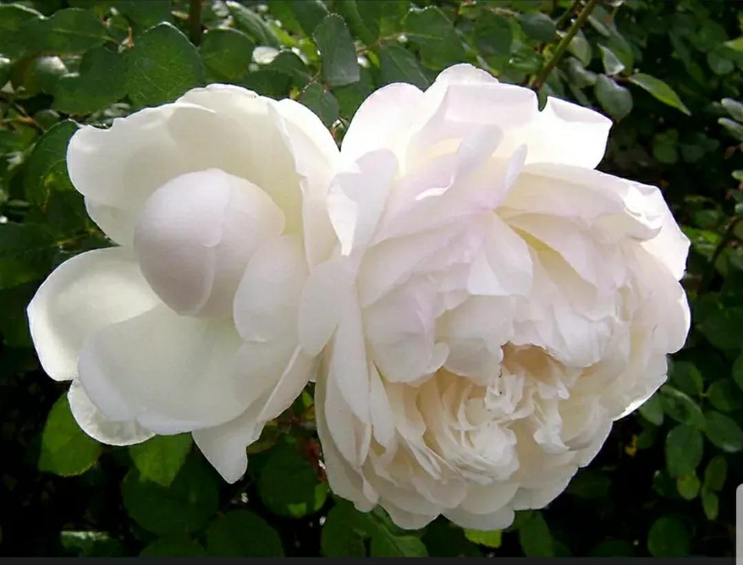 月季蔷薇玫瑰三者的区别图,蔷薇月季玫瑰的区别和联系