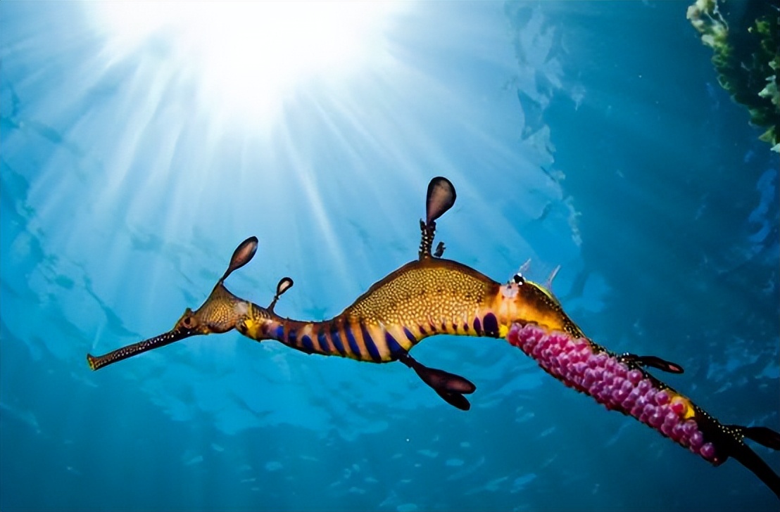 澳大利亚海滩上出现奇怪生物,2016年暴风雨后海滩上的神奇生物