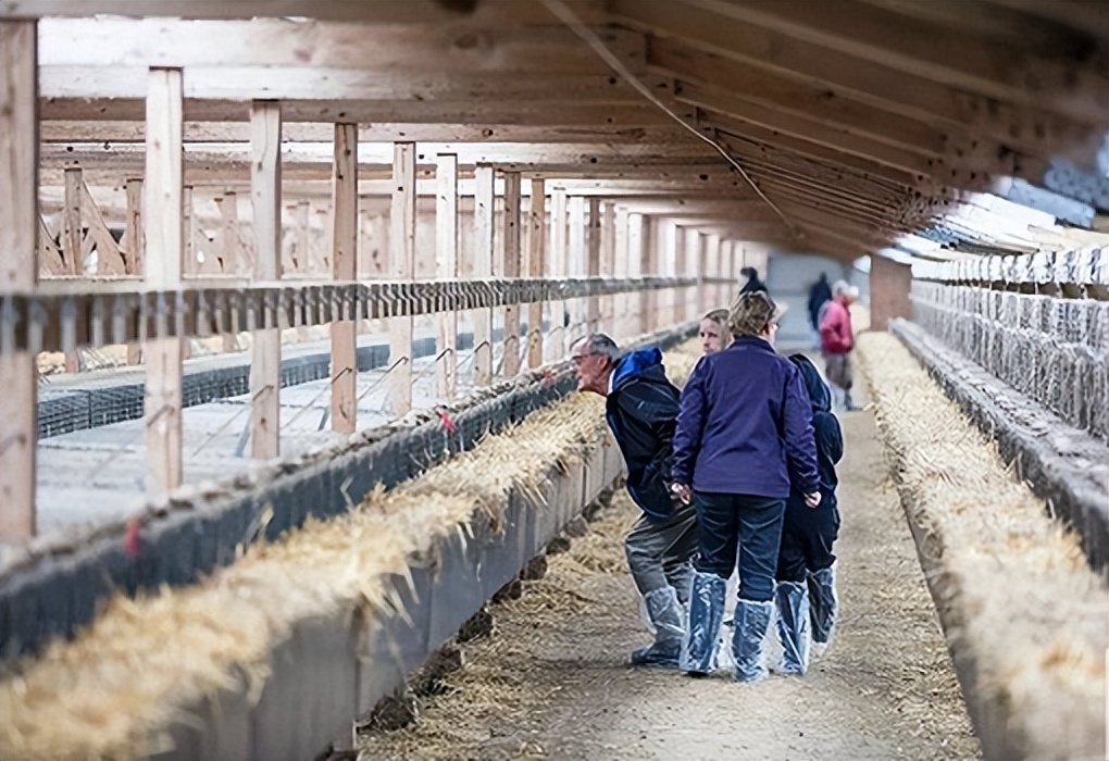 水貂养殖新技术,水貂皮草的养殖方法与技术