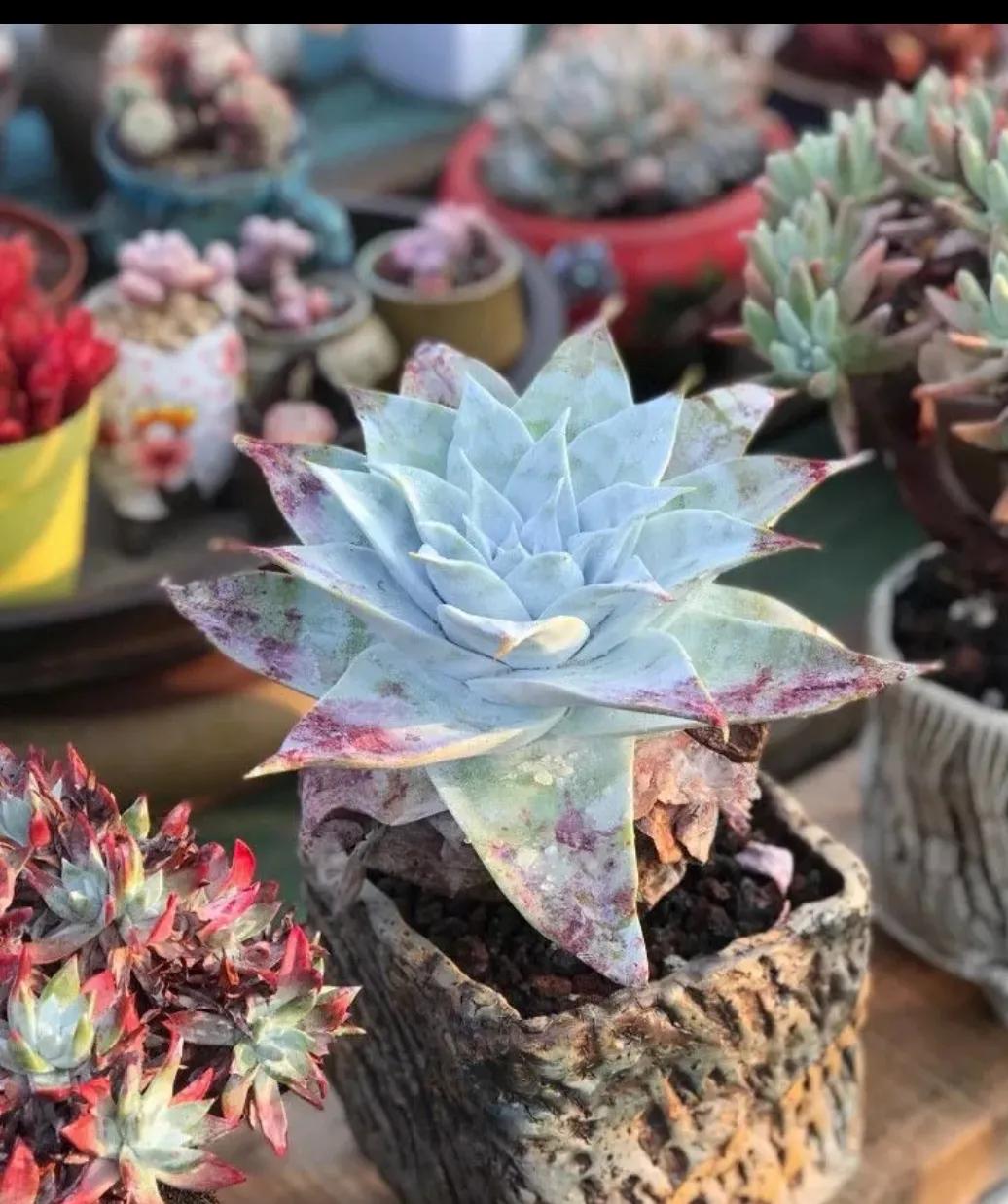 多肉仙女杯喜欢阳光吗,苹果叶仙女杯多肉如何养护