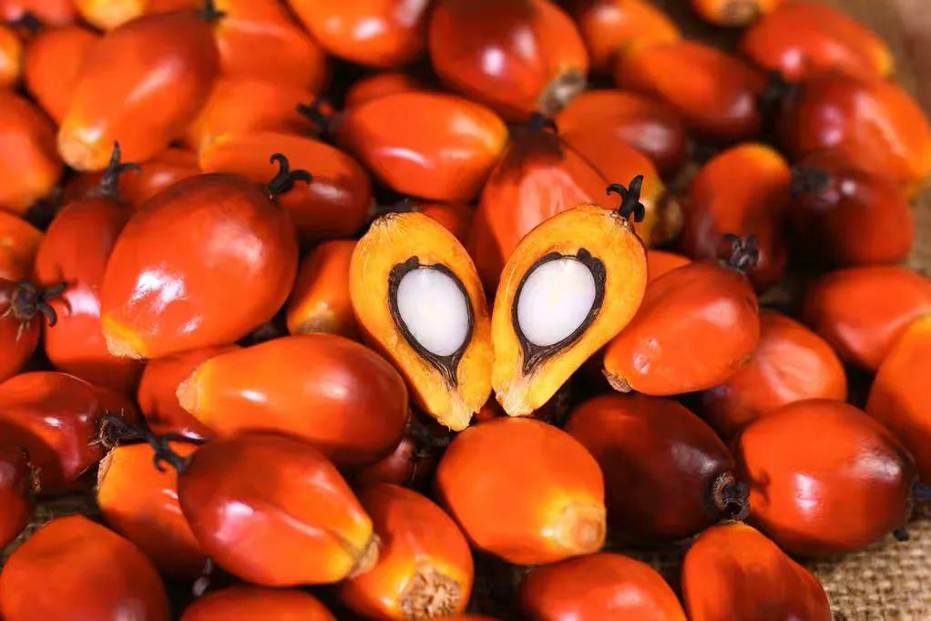 东南亚哪个国家出产棕榈油最多,为什么棕榈油能成为世界油王