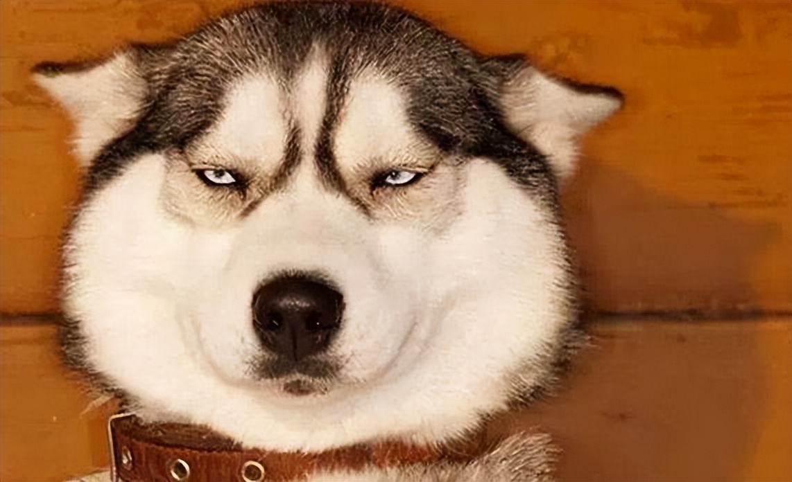 哈士奇为啥很二,为什么哈士奇这么二