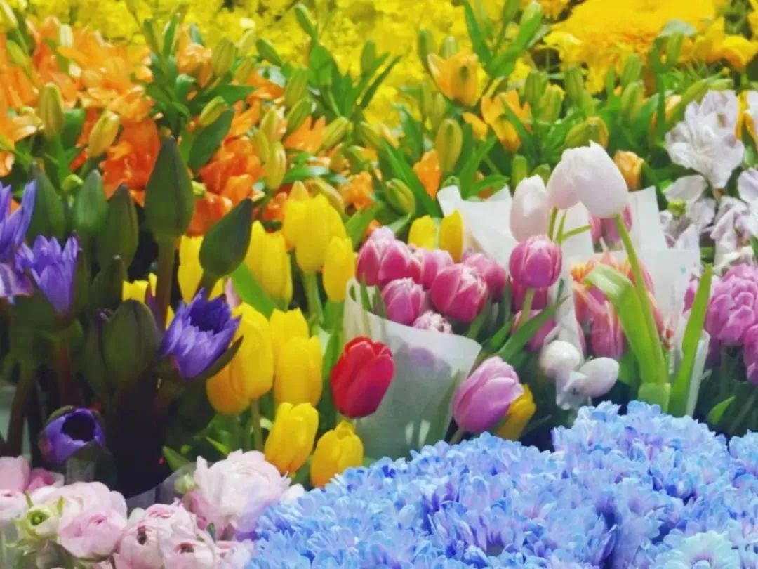 济南花市排名,济南赏花打卡地