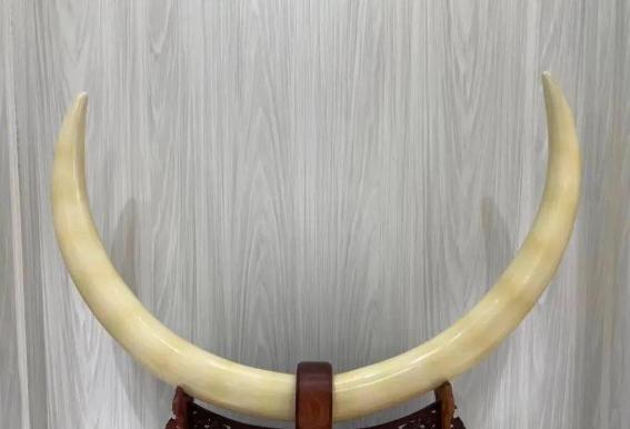 蜜蜡和猛犸哪个收藏价值高,猛犸单个牙收藏价值高吗