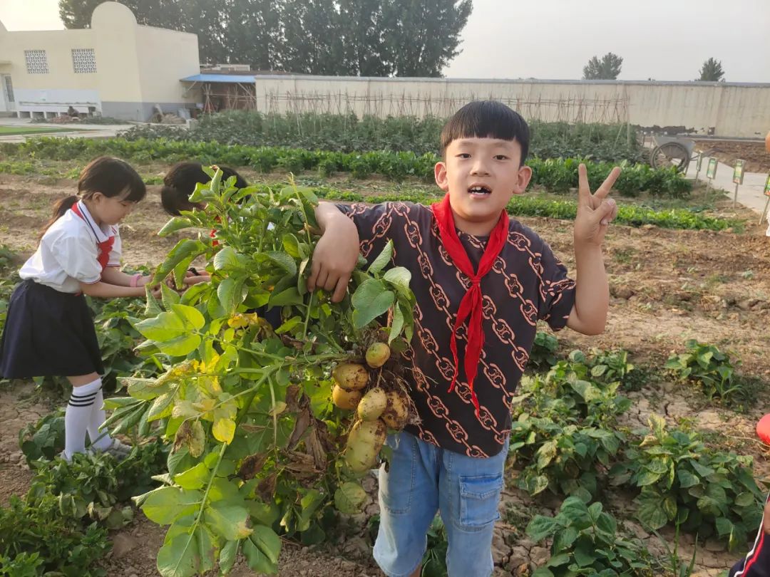 “土”露汗水“豆”耘童年——东风小学劳动教育实践活动之土豆丰收季