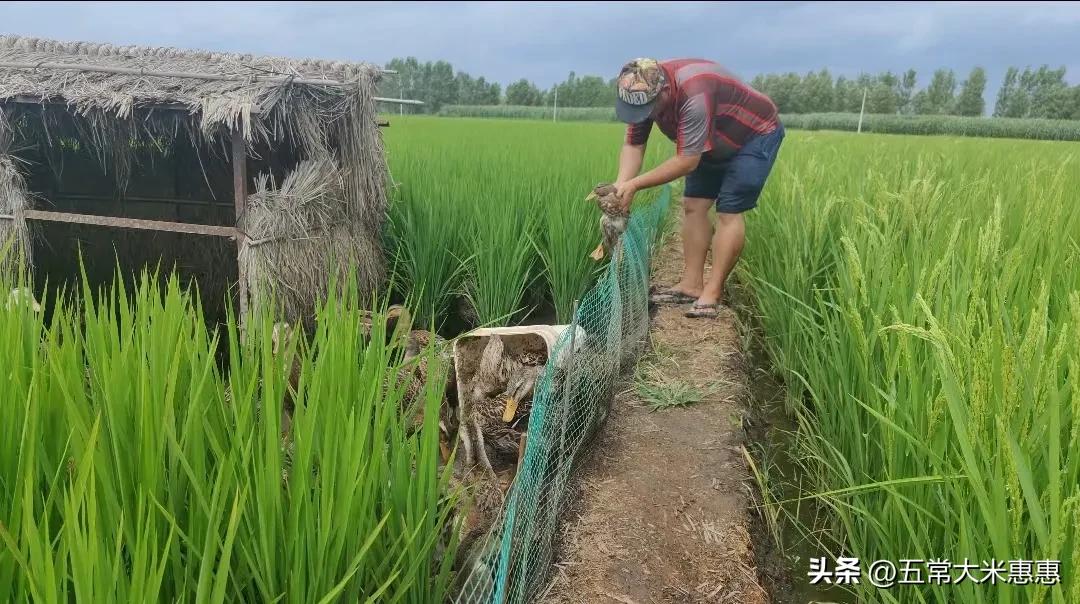 鸭田米为什么有味道,鸭田稻米质量怎么样