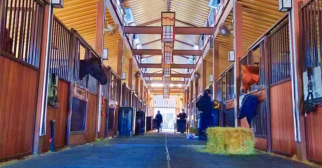 马术夏令营山东,马术夏令营深圳7天