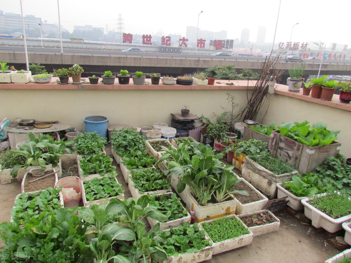 泡沫箱种的菜能吃吗？泡沫箱还能种菜吗？有哪些注意事项？