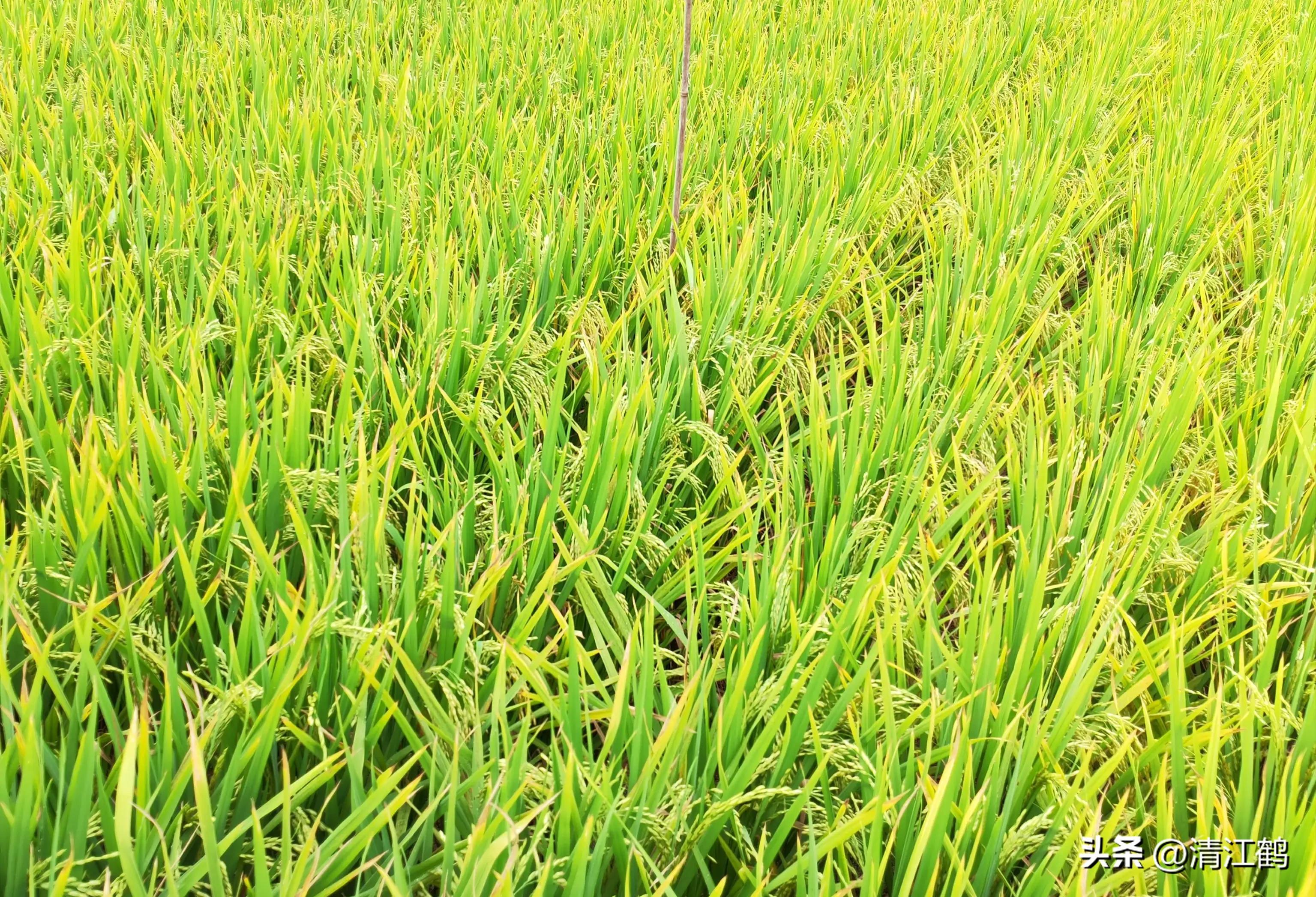 农作物最佳施肥时间和方法,作物长得不旺怎么办